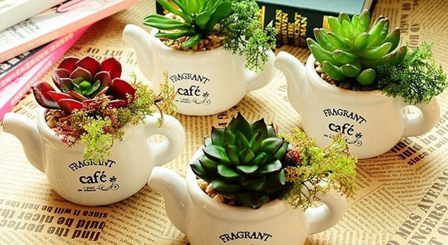 Tặng chậu cây xanh để bàn cho đồng nghiệp
