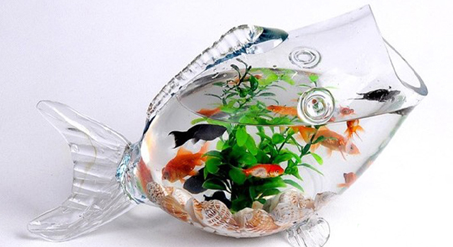 Tặng chậu cá cảnh mini để bàn cho đồng nghiệp
