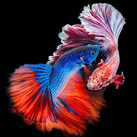 quà sinh nhật cho người trung tuổi