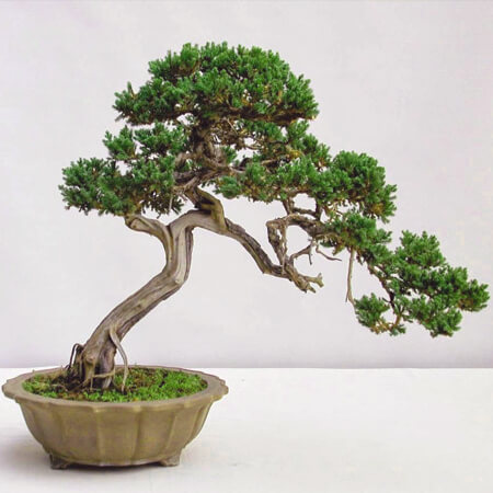 Cây Tùng là một loài cây mang ý nghĩa phong thuỷ tốt đẹp