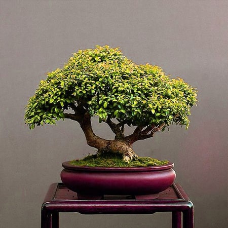 Cây cảnh phong thuỷ