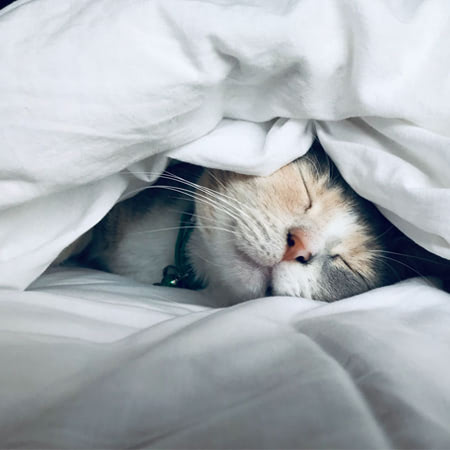 STT không ngủ được