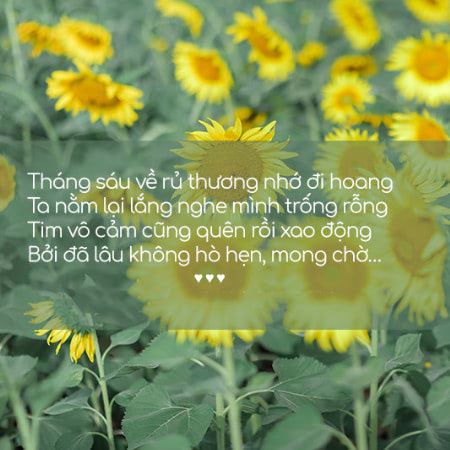 stt về nắng hay và ý nghĩa